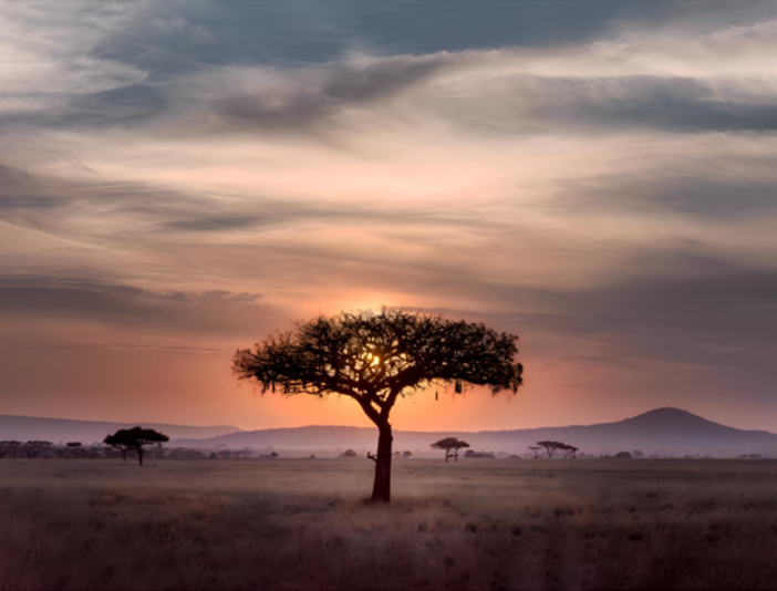 African Plains